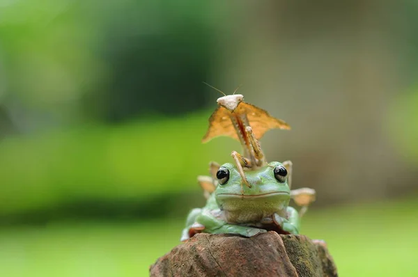 Dumpy Groda Grodor Lövgroda — Stockfoto