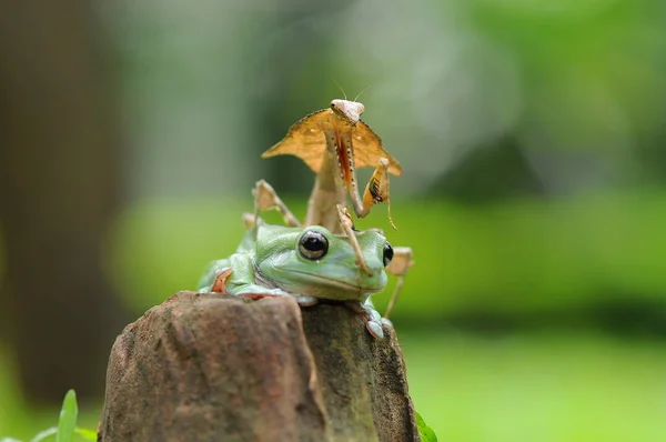 Κοντόχονδρος Βάτραχος Βάτραχοι Δέντρο Βάτραχος — Φωτογραφία Αρχείου