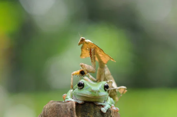 Dumpy Groda Grodor Lövgroda — Stockfoto