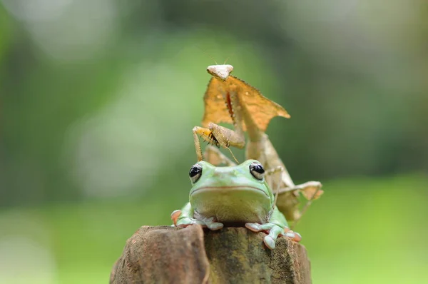 Dumpy Groda Grodor Lövgroda — Stockfoto