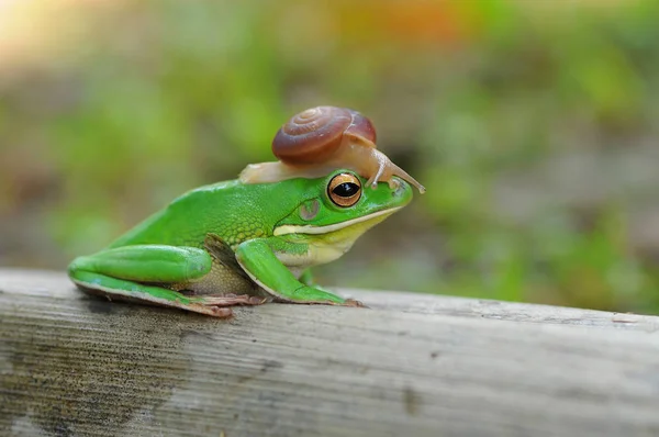 Knödelfrosch Frösche Laubfrosch — Stockfoto