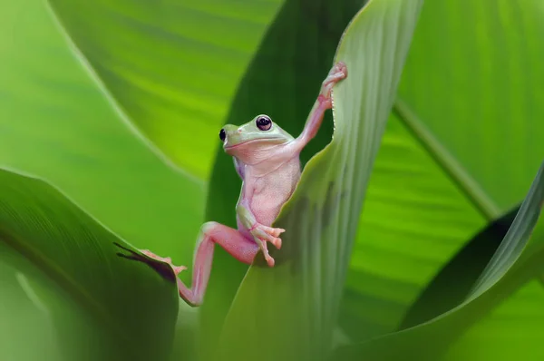 Dumpy Groda Grodor Lövgroda — Stockfoto