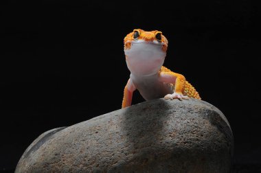 leopar kertenkele gecko Gecko,