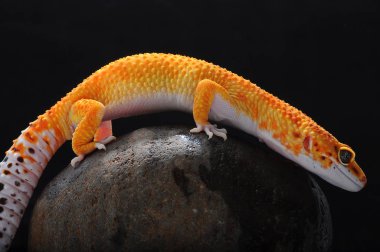 leopar kertenkele gecko Gecko,