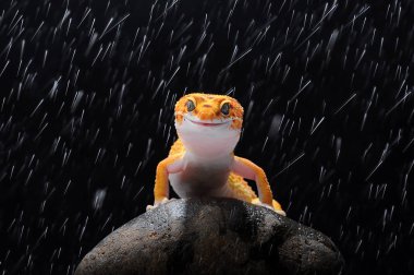 leopar kertenkele gecko Gecko,