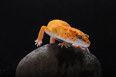 leopar kertenkele gecko Gecko,