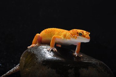 leopar kertenkele gecko Gecko,
