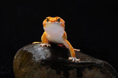 leopar kertenkele gecko Gecko,