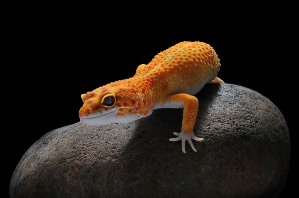 Gecko Leopard Lizard Gecko — Stock Photo, Image