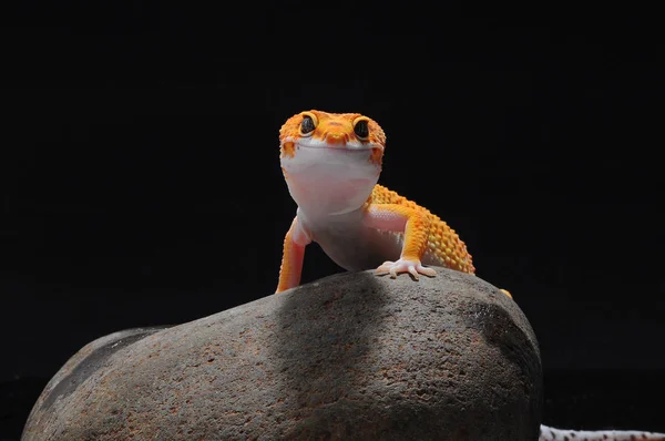 Gecko Lagarto Leopardo Gecko — Fotografia de Stock