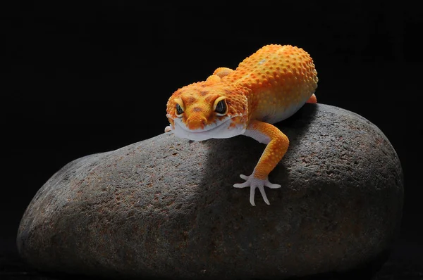 Gecko Léopard Léopard Gecko — Photo