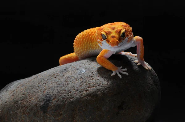 leopar kertenkele gecko Gecko,