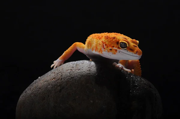 Leopar Kertenkele Gecko Gecko — Stok fotoğraf