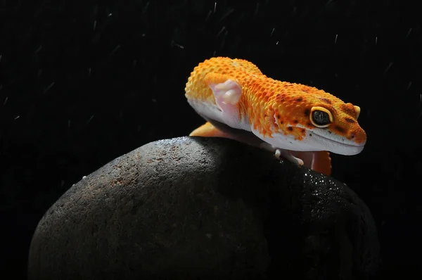 Gecko Lagarto Leopardo Gecko — Fotografia de Stock