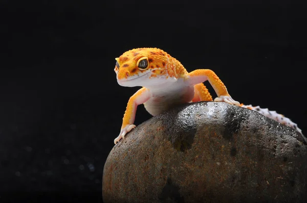 Gecko Leopard Lizard Gecko — Stock Photo, Image