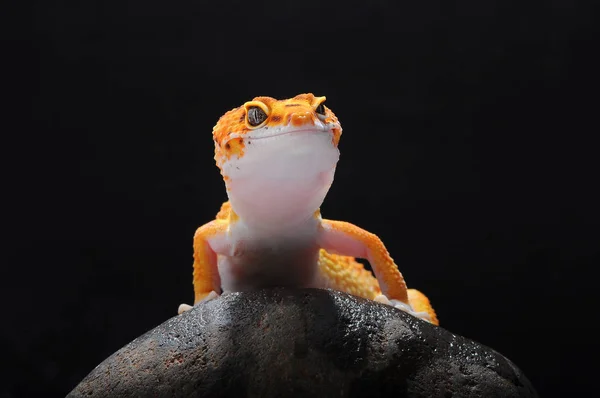 Leopar Kertenkele Gecko Gecko — Stok fotoğraf