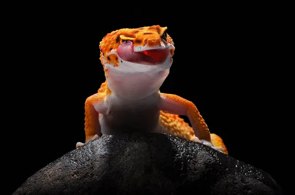 Gecko Leopard Gecko Ödla — Stockfoto