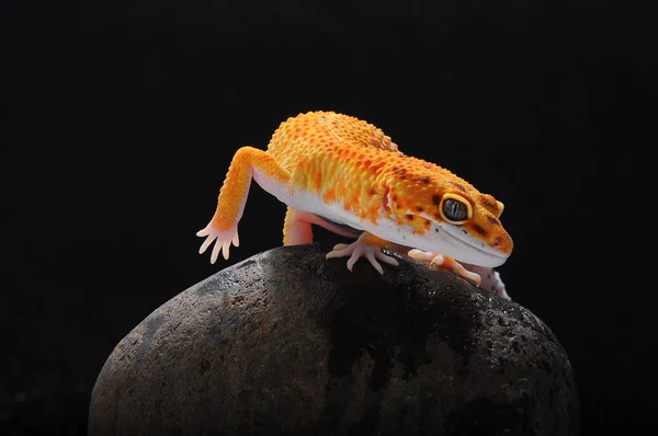 Leopar Kertenkele Gecko Gecko — Stok fotoğraf