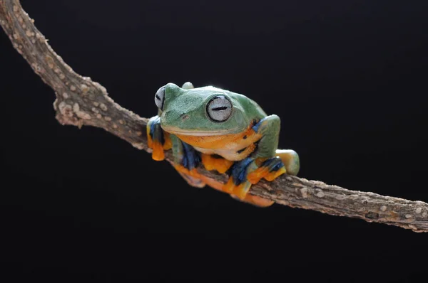 Létající Žáby Žáby Žába — Stock fotografie