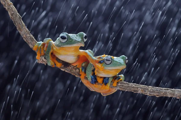 Rana Voladora Ranas Rana Arborícola — Foto de Stock