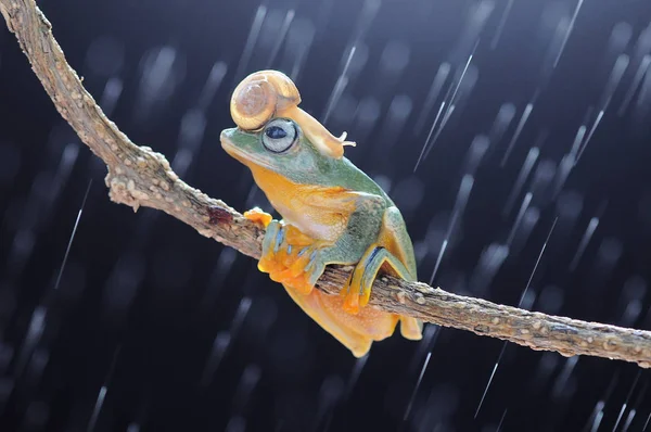 flying frog, frogs, tree frog,