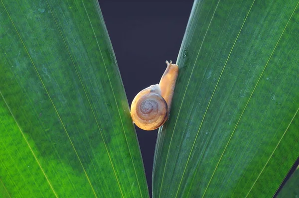 Voadora Arbórea — Fotografia de Stock