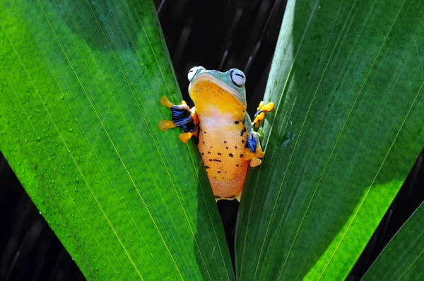 Flygande Groda Grodor Lövgroda — Stockfoto