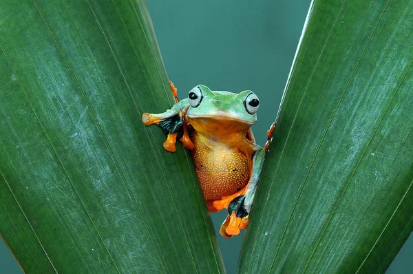 カエル カエル アマガエルを飛んでください — ストック写真