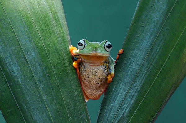 Rana Voladora Ranas Rana Arborícola — Foto de Stock