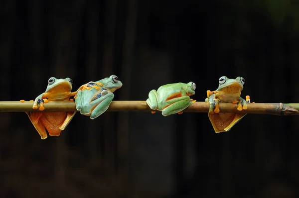 Žáby Jsou Nad Květiny Žába Létající Žába — Stock fotografie