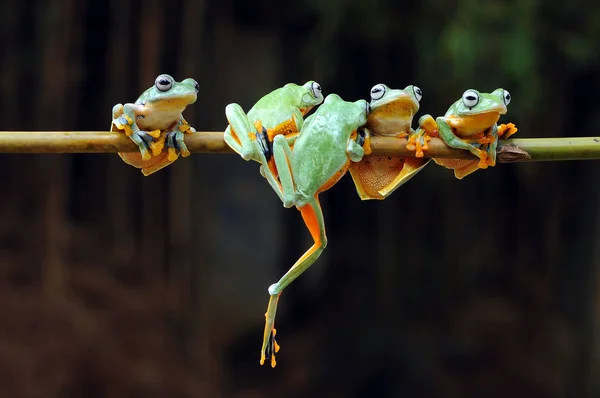 上記の花 カエル 空飛ぶカエルは カエル — ストック写真