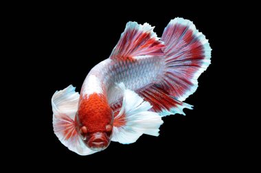 Beta balığı, siyam dövüşçüsü balığı, kara arka planda izole edilmiş betta ihtişamı, siyah arka planda balık, çok renkli Siyam dövüşçü balığı,