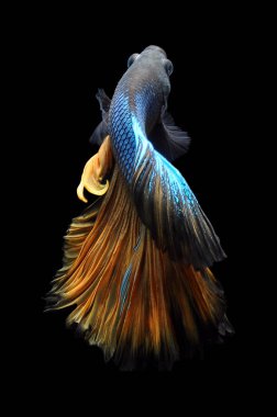Beta balığı, siyam dövüşçüsü balığı, kara arka planda izole edilmiş betta ihtişamı, siyah arka planda balık, çok renkli Siyam dövüşçü balığı,