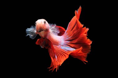 Beta balığı, siyam dövüşçüsü balığı, kara arka planda izole edilmiş betta ihtişamı, siyah arka planda balık, çok renkli Siyam dövüşçü balığı,