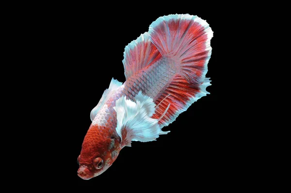 Betta Fish Siamese Fighting Fish Betta Splendens Isolated Black Background — Stock Photo, Image