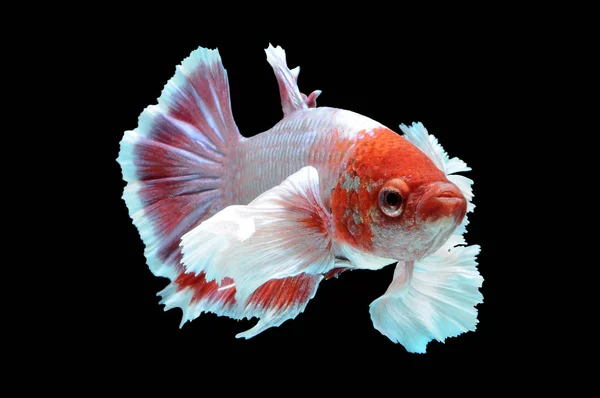 Poissons Betta Poissons Combat Siamois Betta Splendens Isolés Sur Fond — Photo