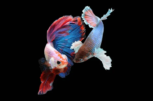 Betta Fish Siamese Fighting Fish Betta Splendens Isolated Black Background — Stock Photo, Image