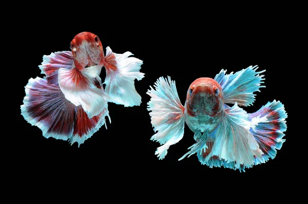 Betta Fish Siamese Fighting Fish Betta Splendens Isolated Black Background — Stock Photo, Image