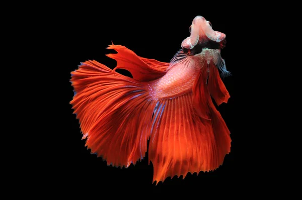 Betta fish, siamese fighting fish, betta splendens isolated on black background,fish on black background, Multi color Siamese fighting fish,