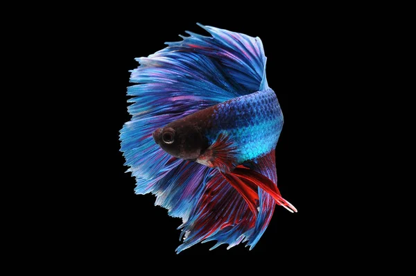 Betta fish, siamese fighting fish, betta splendens isolated on black background,fish on black background, Multi color Siamese fighting fish,