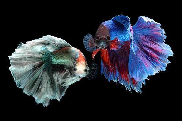 Betta fish, siamese fighting fish, betta splendens isolated on black background,fish on black background, Multi color Siamese fighting fish,