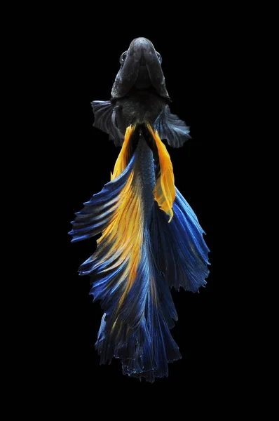 Betta Fish Pesce Combattente Siamese Betta Splendens Isolato Fondo Nero — Foto Stock