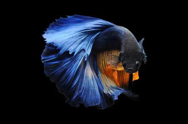 Betta Fish Pesce Combattente Siamese Betta Splendens Isolato Fondo Nero — Foto Stock