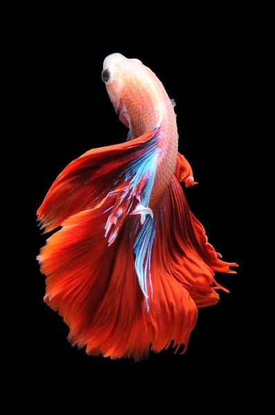 Betta Fish Pesce Combattente Siamese Betta Splendens Isolato Fondo Nero — Foto Stock