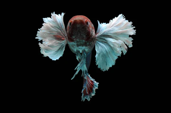 Betta fish, siamese fighting fish, betta splendens isolated on black background,fish on black background, Multi color Siamese fighting fish,