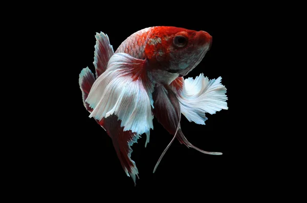 Betta fish, siamese fighting fish, betta splendens isolated on black background,fish on black background, Multi color Siamese fighting fish,