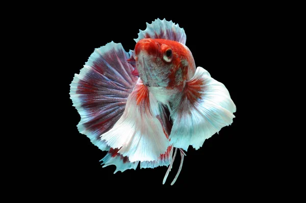 Betta fish, siamese fighting fish, betta splendens isolated on black background,fish on black background, Multi color Siamese fighting fish,