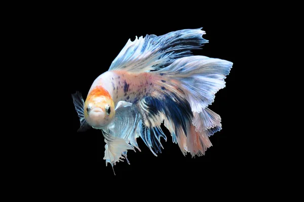 Betta Fische Siamesische Kampffische Beta Splendens Isoliert Auf Schwarzem Hintergrund — Stockfoto