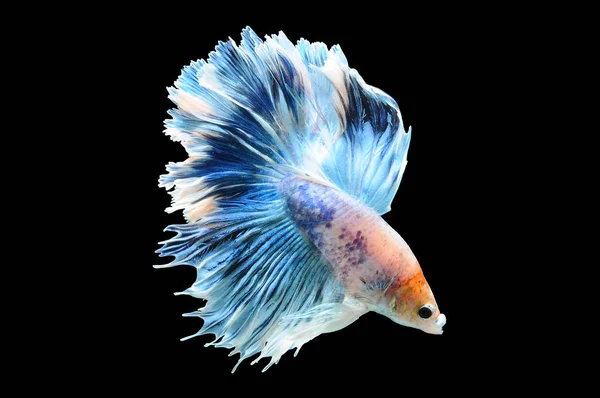 Betta Fish Pesce Combattente Siamese Betta Splendens Isolato Fondo Nero — Foto Stock