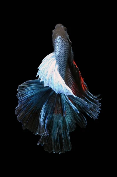 Betta Fish Pesce Combattente Siamese Betta Splendens Isolato Fondo Nero — Foto Stock